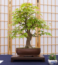 Load image into Gallery viewer, Bonsai Tree | Japanese Maple | Seed Grow Kit
